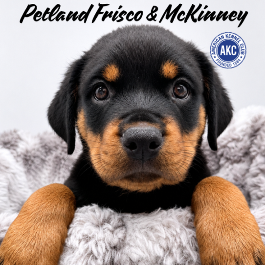 [#261782-02] Black / Tan M Rottweiler Puppies for Sale