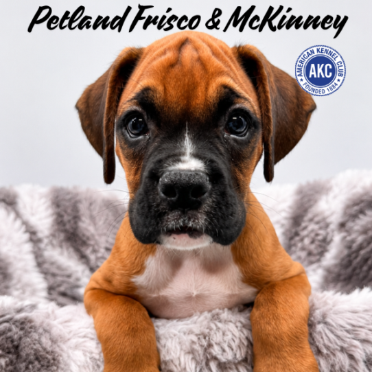 [#261775-04] Fawn / White M Boxer Puppies for Sale