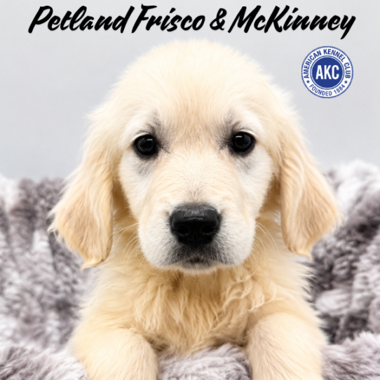 [#261668-11] Light Golden F Golden Retriever Puppies for Sale