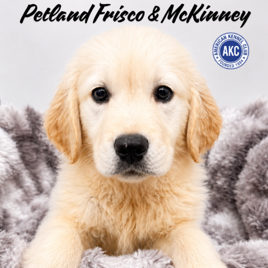 [#261668-04] Light Golden M Golden Retriever Puppies for Sale
