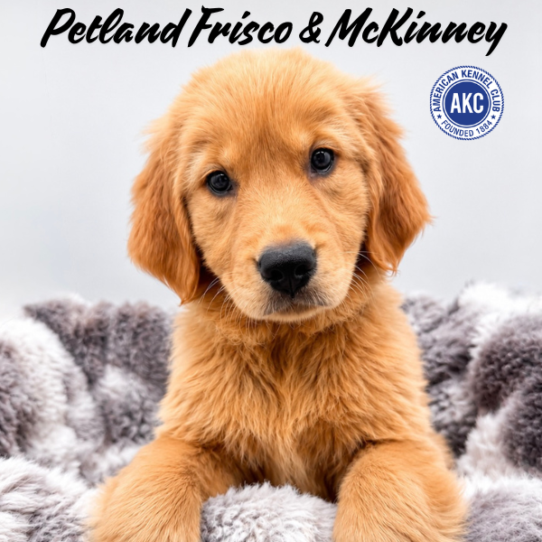 [#261799-01] Golden F Golden Retriever Puppies for Sale