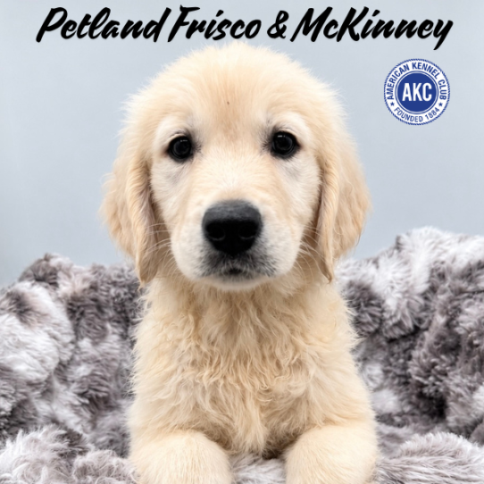 [#261668-06] Light Golden F Golden Retriever Puppies for Sale