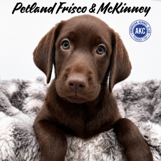 [#2617-07] Chocolate F Labrador Retriever Puppies for Sale