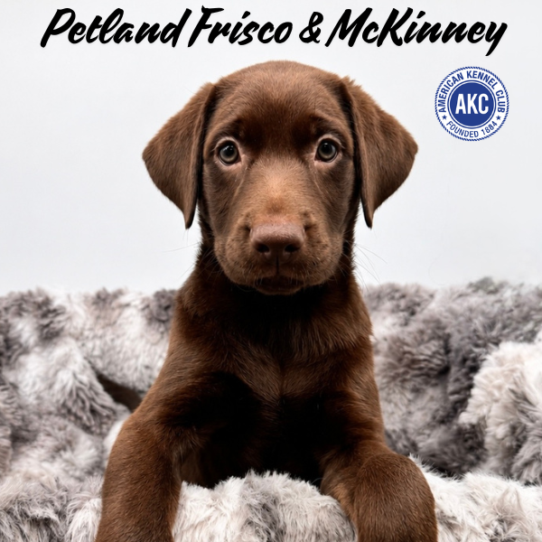 [#2617-02] Chocolate M Labrador Retriever Puppies for Sale