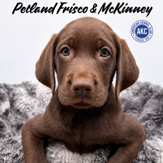 [#2615-02] Chocolate F Labrador Retriever Puppies for Sale