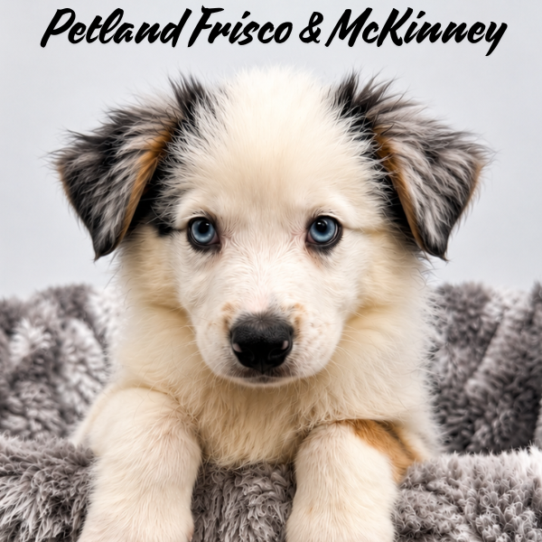 [#N07616] Blue Merle White and Tan M Australian Shepherd Puppies for Sale
