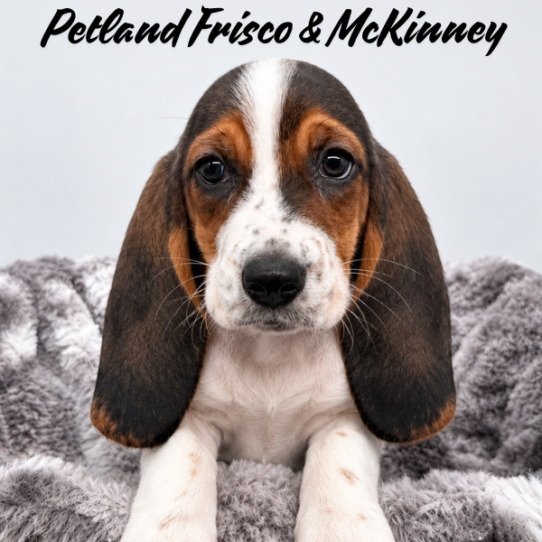 [#N07217] Black White and Brown F Basset Hound Puppies for Sale