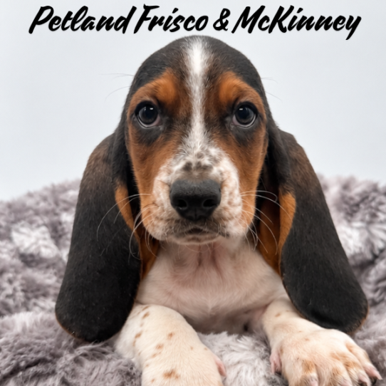 [#N07341] Black Brown and White M Basset Hound Puppies for Sale