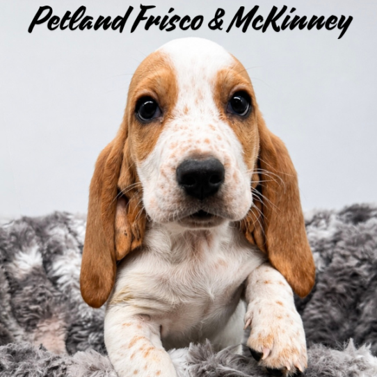 [#N07340] White and Lemon M Basset Hound Puppies for Sale