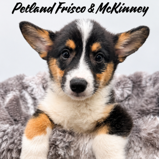 [#N08194] Black and Tan F Pembroke Welsh Corgi Puppies for Sale