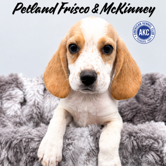 [#N10310] Lemon and White M Beagle Puppies for Sale