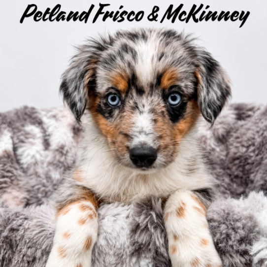 [#N08038] Blue Merle F Miniature Australian Shepherd Puppies for Sale