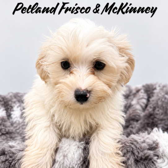 [#N06952] Cream M Morkie Puppies for Sale