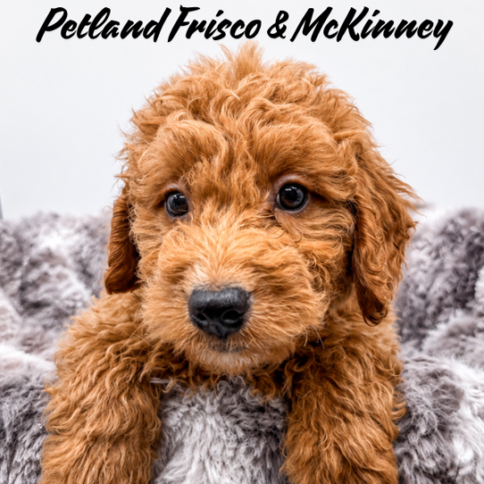 [#26129-02] Red M Bernedoodle Mini 2nd Gen Puppies for Sale
