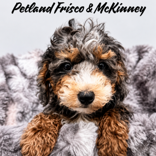[#26129-05] Blue Merle White / Tan F Bernedoodle Mini 2nd Gen Puppies for Sale