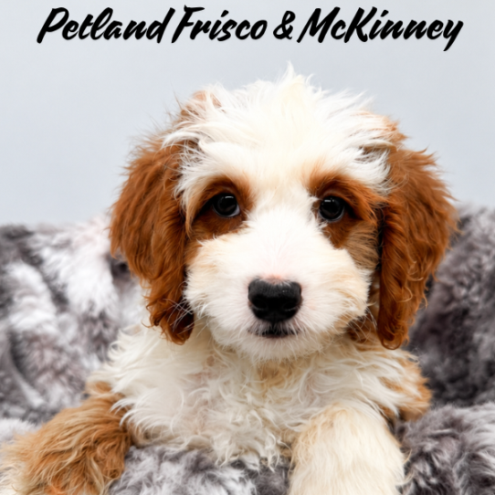 [#26129-07] Red / White F Bernedoodle Mini 2nd Gen Puppies for Sale