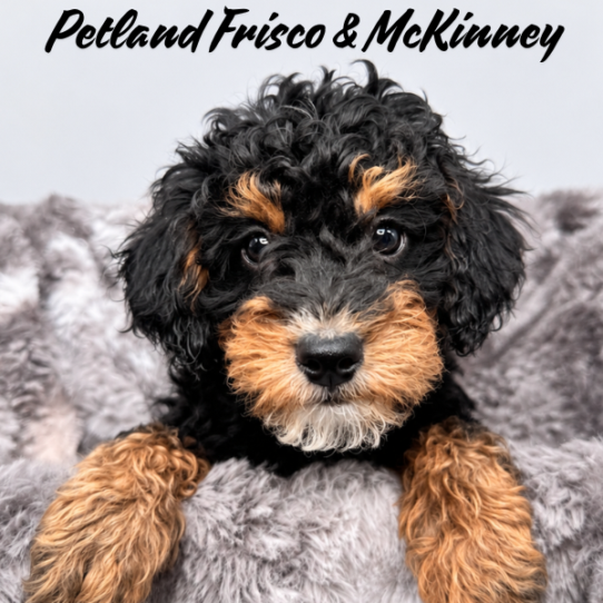 [#26129-08] Black / Tan F Bernedoodle Mini 2nd Gen Puppies for Sale