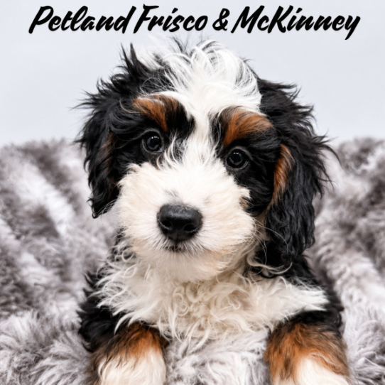 [#26129-10] Black White / Tan F Bernedoodle Mini 2nd Gen Puppies for Sale