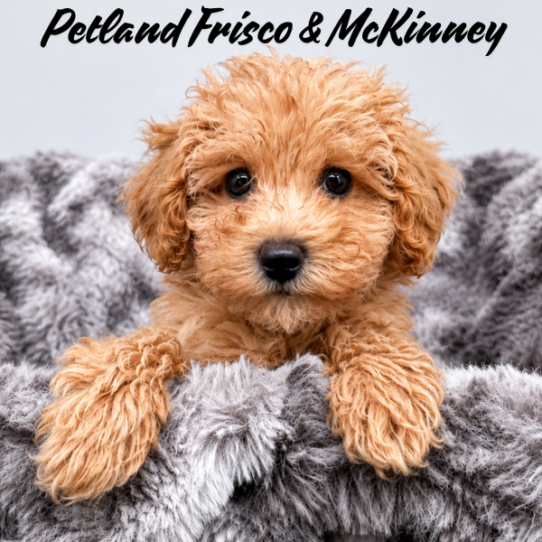 [#26127-05] Apricot F Maltipoo Puppies for Sale