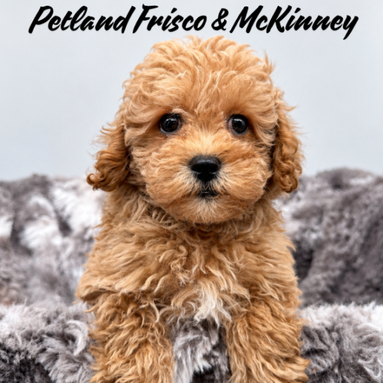 [#26127-03] Apricot M Maltipoo Puppies for Sale