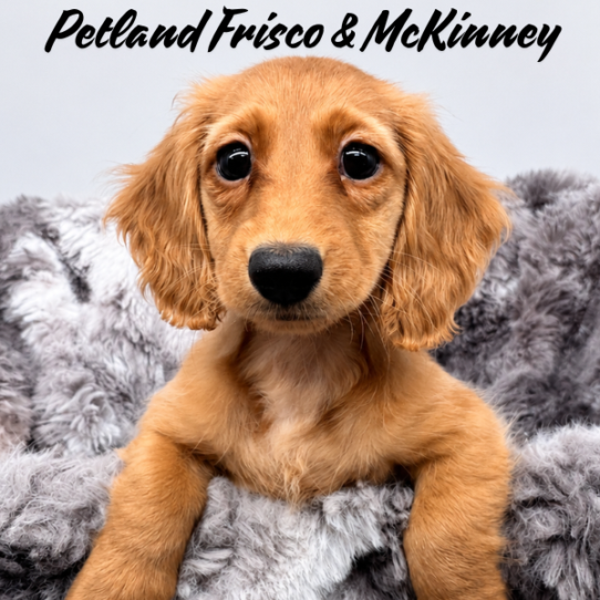 [#26128-04] Red F Dachshund Puppies for Sale