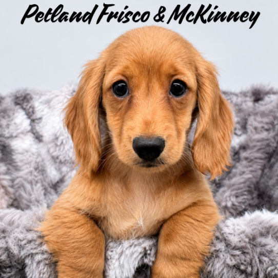 [#26128-05] Red F Dachshund Puppies for Sale