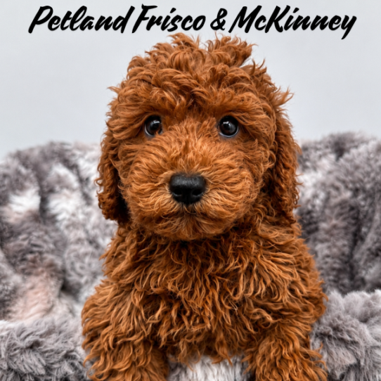 [#2625-03] Red F Poodle Moyen Puppies for Sale