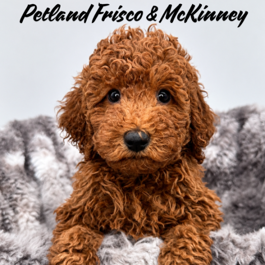 [#2625-01] Red M Poodle Moyen Puppies for Sale