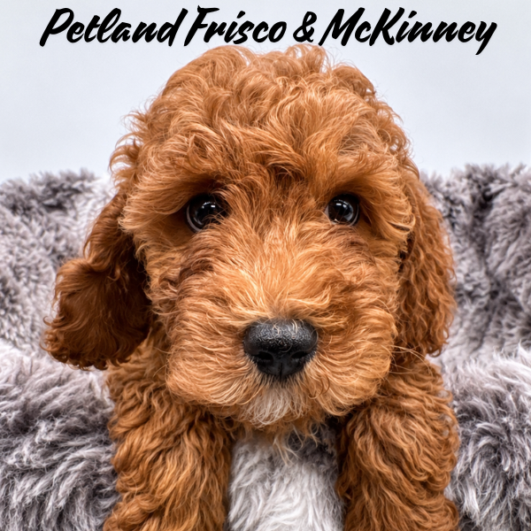 Cavapoo in Little Elm, TX