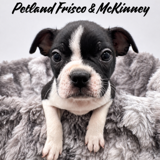 [#26464-03] Black / White F Boston Terrier Puppies for Sale