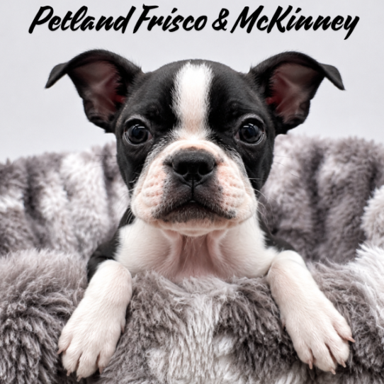 [#26442-02] Black / White M Boston Terrier Puppies for Sale