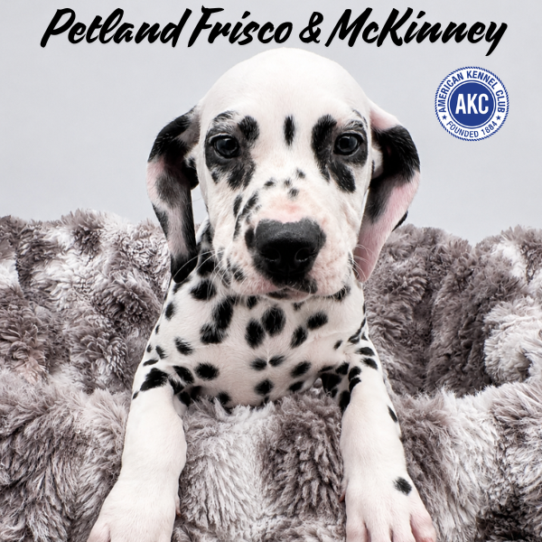 [#N07064] White and Black F Dalmatian Puppies for Sale