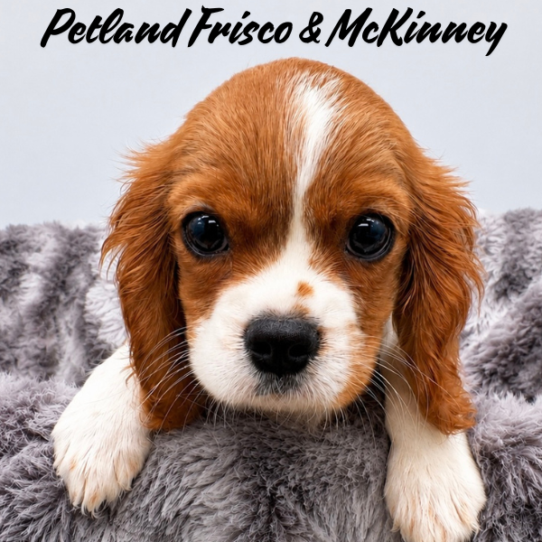[#N06753] Blenheim M Cavalier King Charles Spaniel Puppies for Sale