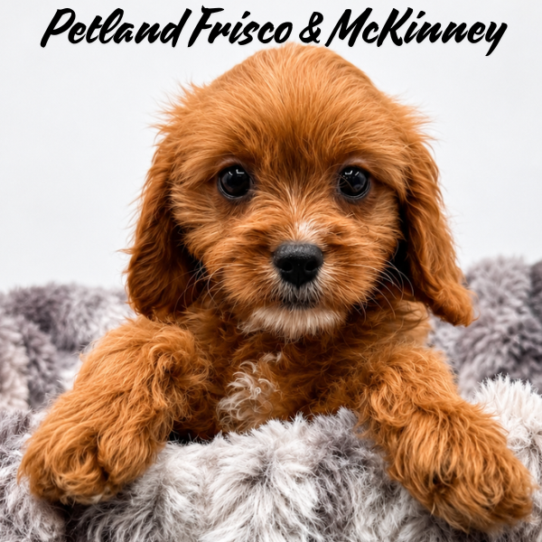 [#N08100] Ruby F Cavalier King Charles Spaniel Puppies for Sale