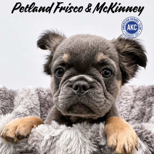 [#N09759] Blue and Tan M French Bulldog Puppies for Sale