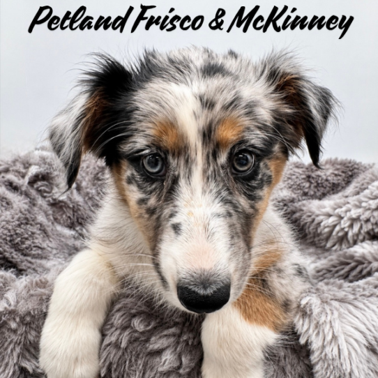 [#N07746] Blue Merle White and Tan F Australian Shepherd Puppies for Sale