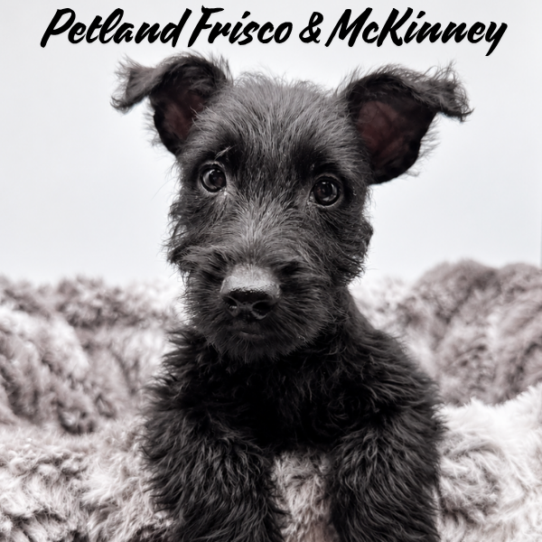 [#N09918] Black M Scottish Terrier Puppies for Sale