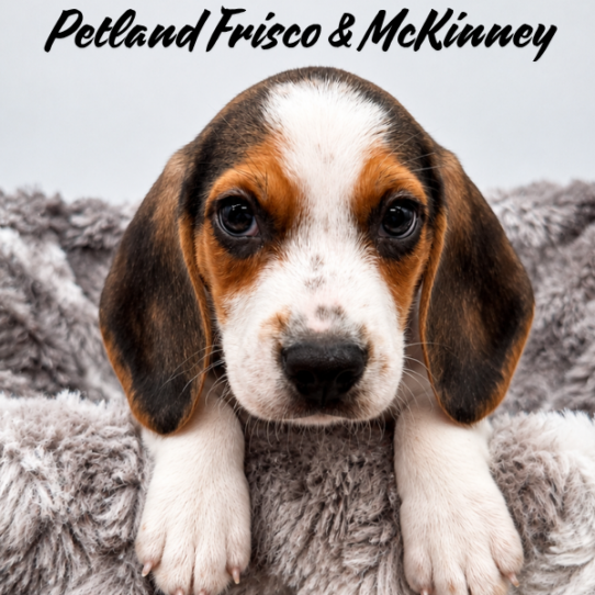 [#N07812] Black White and Tan M Beagle Puppies for Sale