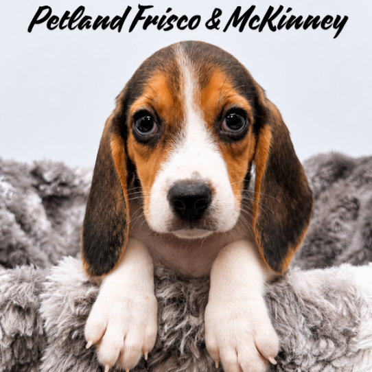 [#N07810] Black Tan and White F Beagle Puppies for Sale
