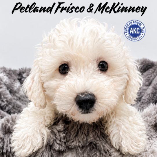 [#N07798] White M Bichon Frise Puppies for Sale
