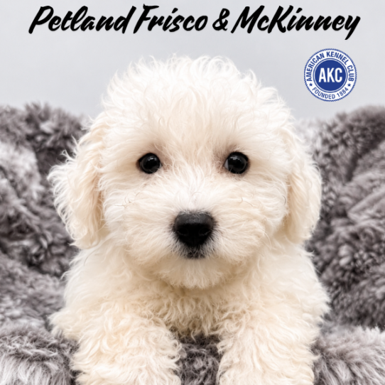[#N07800] White F Bichon Frise Puppies for Sale