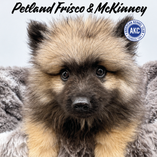 [#N09117] Grey Silver and Black M Keeshond Puppies for Sale