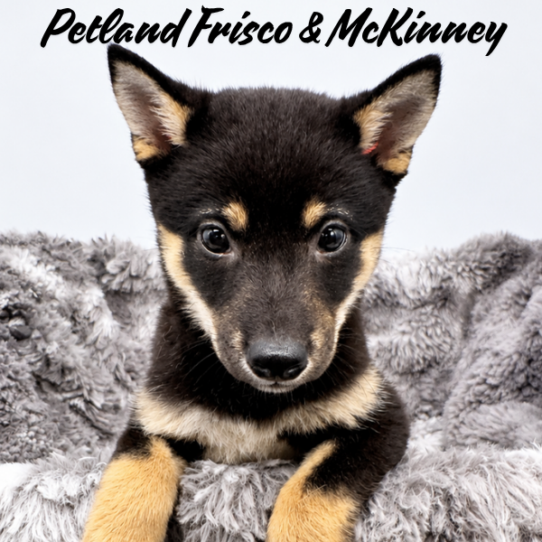 [#N08021] Black and Tan F Shiba Inu Puppies for Sale