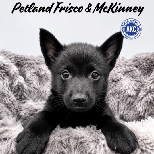 [#N10557] Black F Schipperke Puppies for Sale