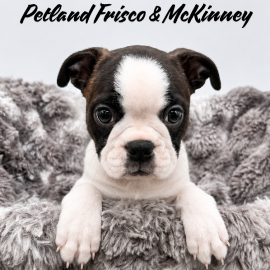[#N08413] Brindle and White M Boston Terrier Puppies for Sale