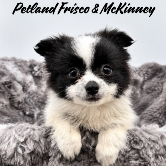 [#N08166] Black and White F Pomeranian Puppies for Sale