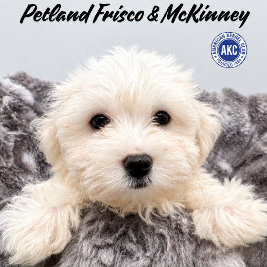 [#N10341] White F Maltese Puppies for Sale
