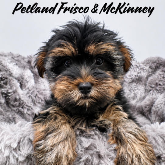 [#N08351] Black and Tan F Yorkshire Terrier Puppies for Sale