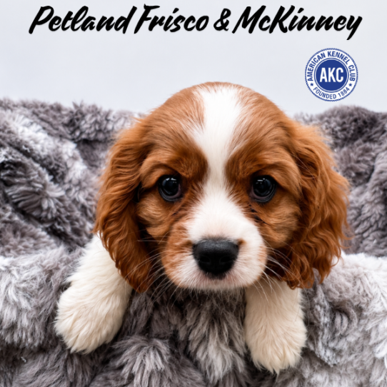 Petland Frisco & Mckinney, Texas Cavalier King Charles Spaniel puppy available