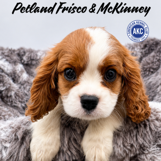 Petland Frisco & Mckinney, Texas Cavalier King Charles Spaniel puppy available